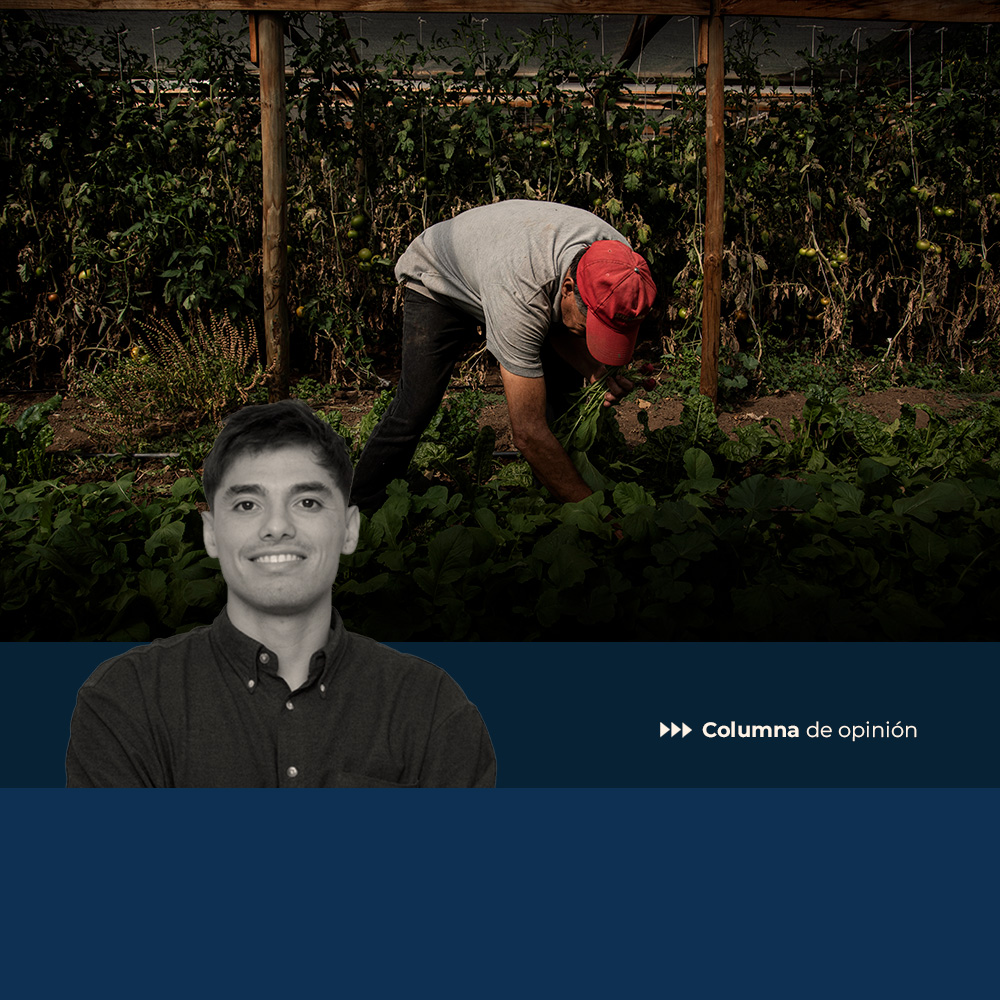 El empleo agrícola que no vuelve
